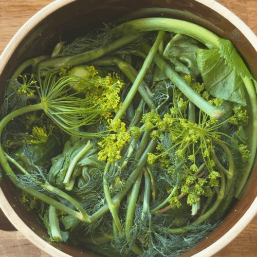 dodanie kopru czosnku do ogórków