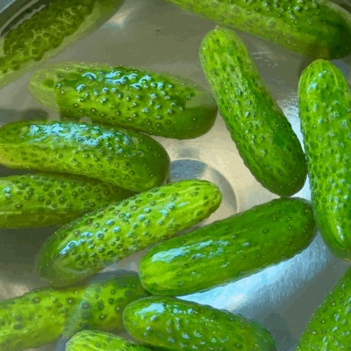 moczenie ogórków