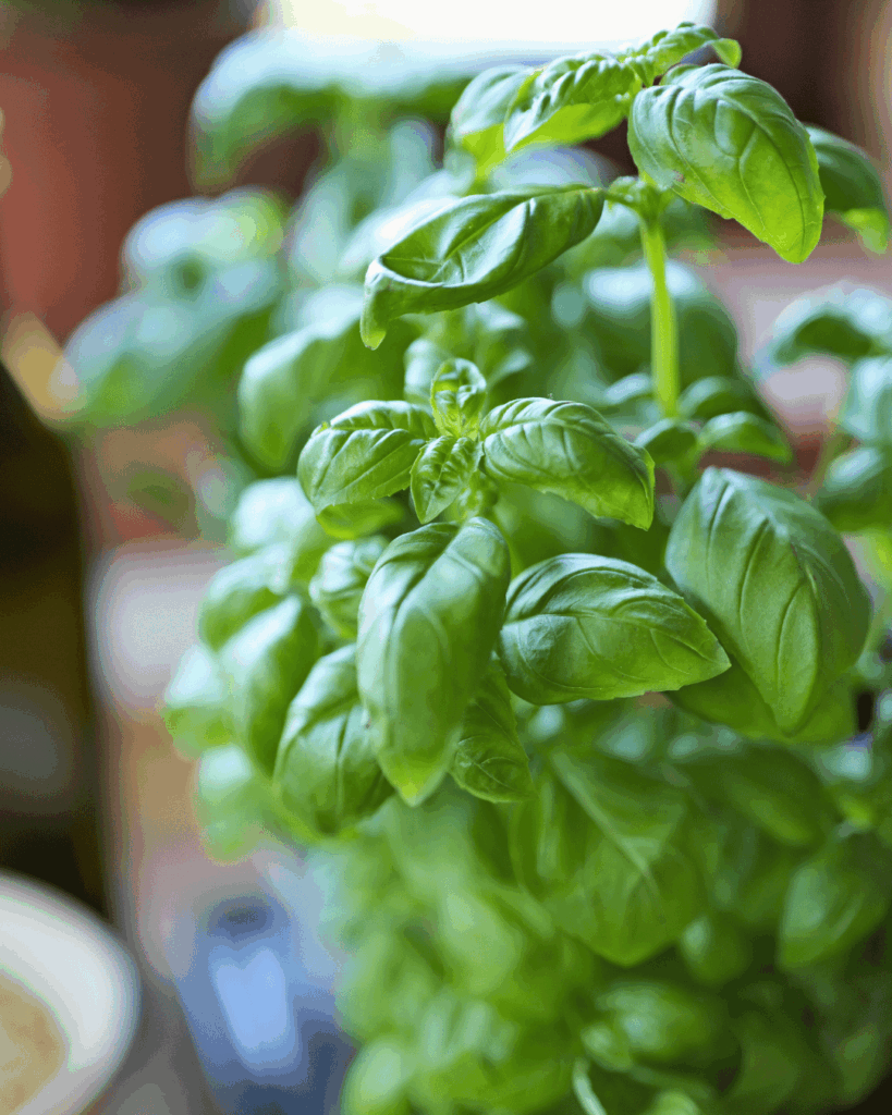 zielone pesto bazylia