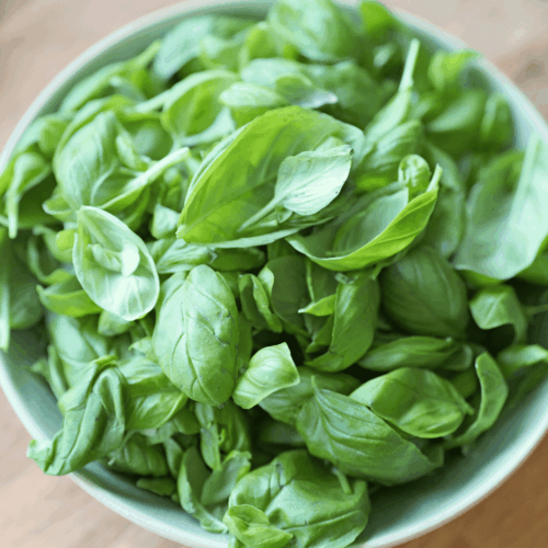 zielone pesto obrywamy bazylię